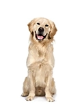 Large dog breed