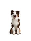 Medium dog breed